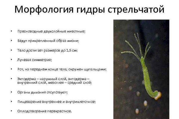 Кракен обход