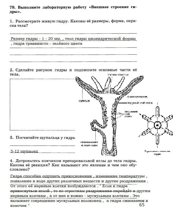 Как подключиться к даркнету