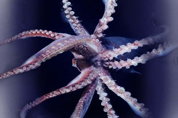 Kraken 14at