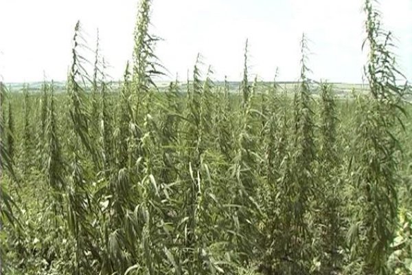 Кракен купить гашиш